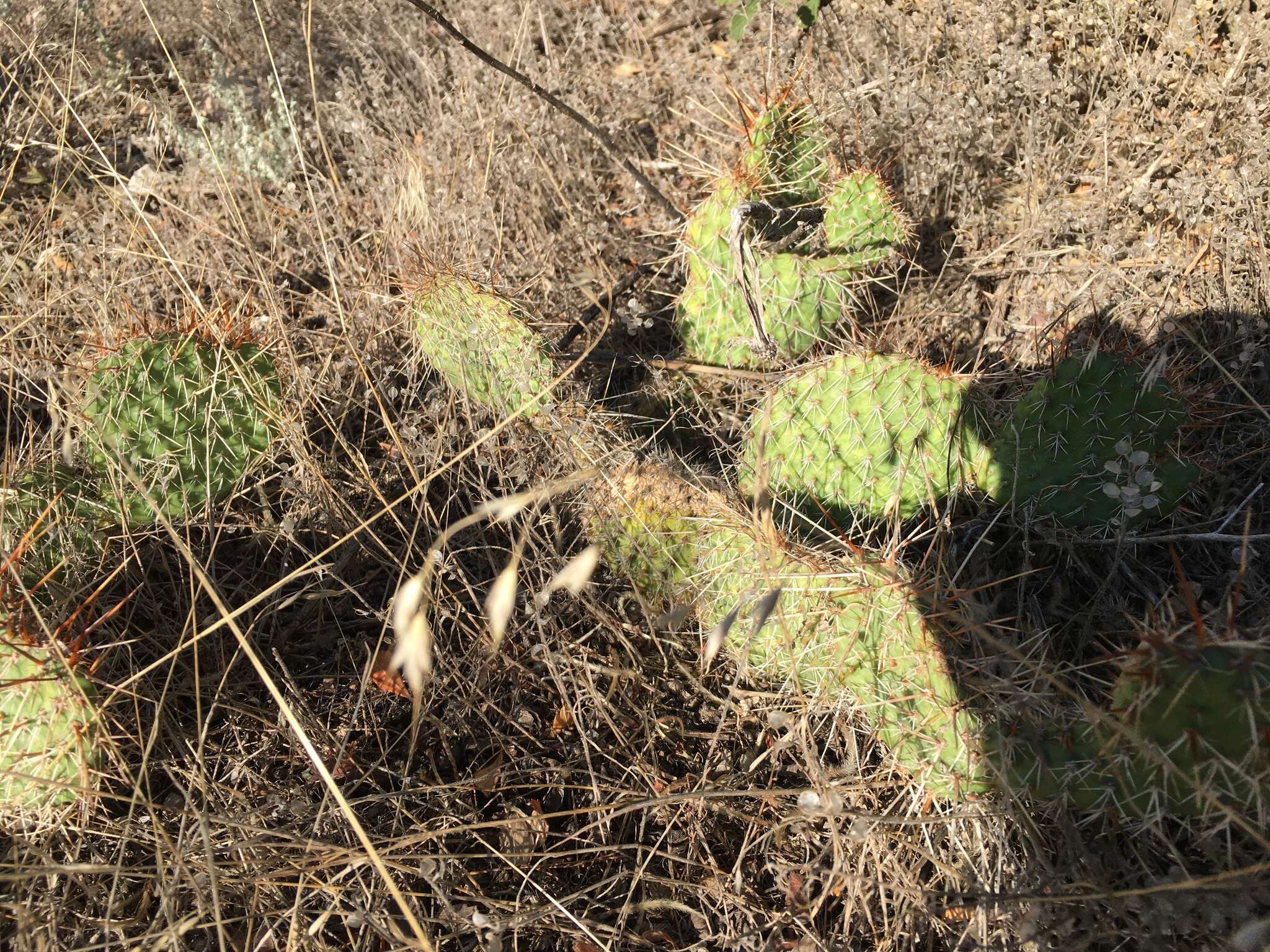 Image of hairspine pricklypear