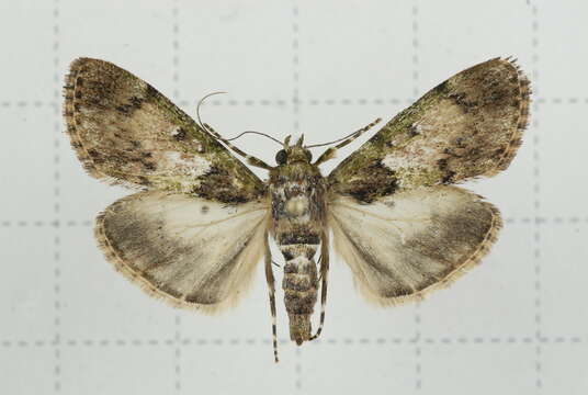 Image of Teliphasa nubilosa Moore