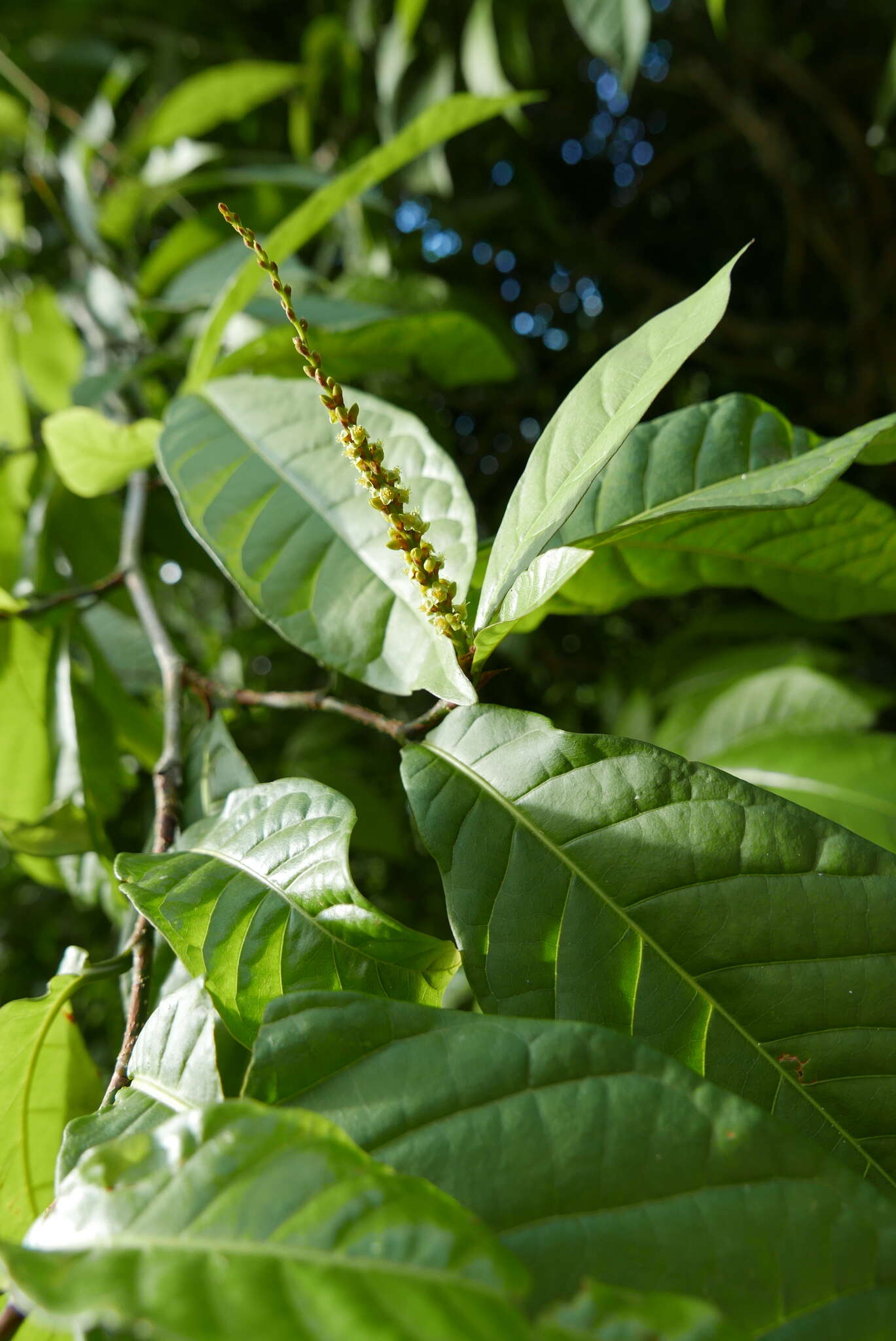 Image of false chiggergrape