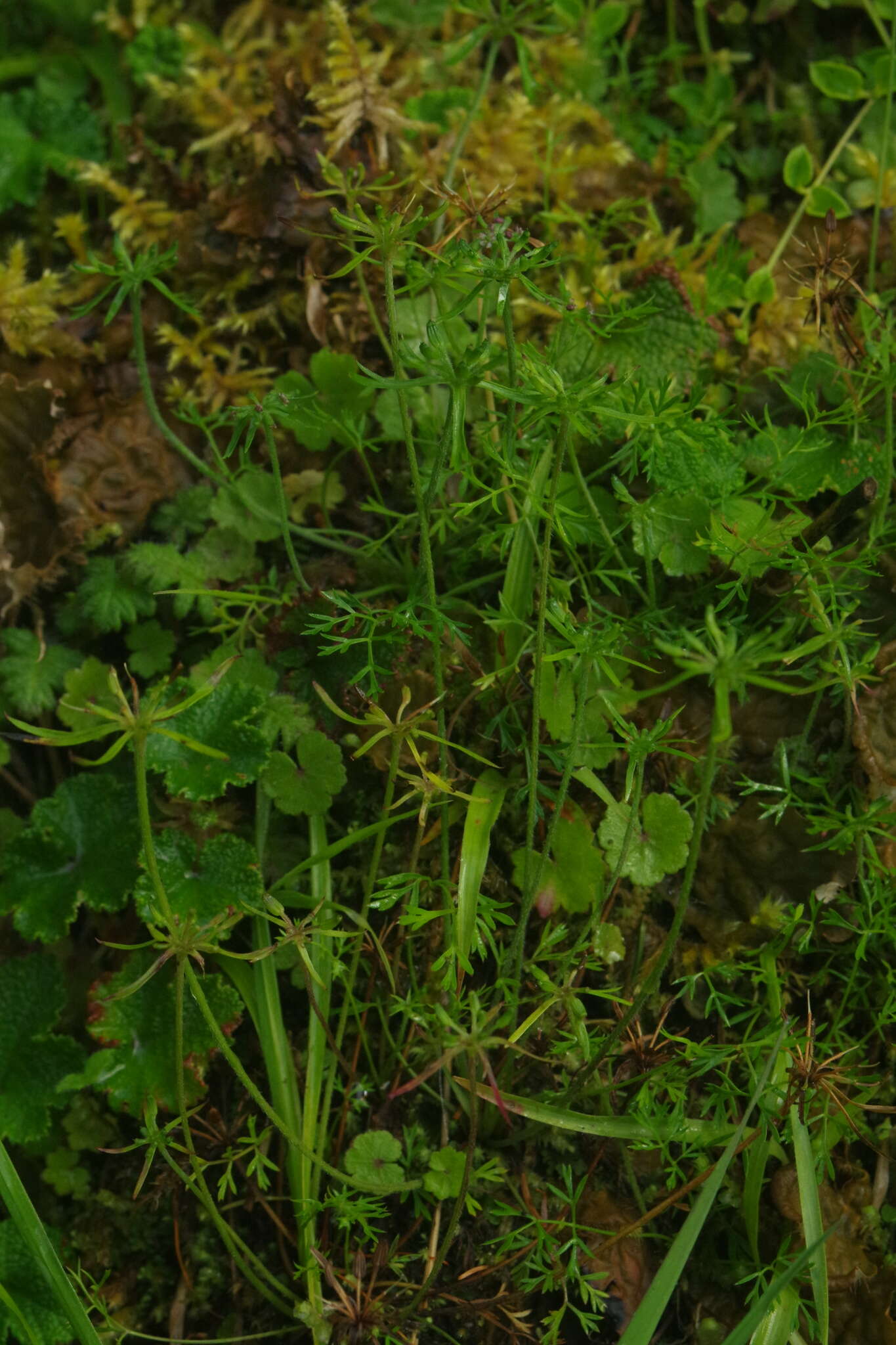 Imagem de Chaerophyllum involucratum (Hayata) K. F. Chung