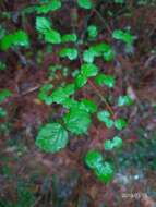 Image of Viburnum parvifolium Hayata