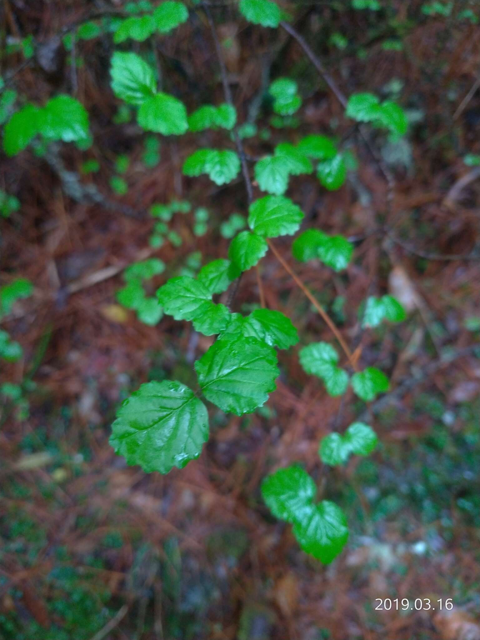 Image de Viburnum parvifolium Hayata