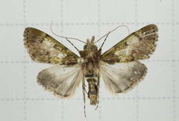 Image of Teliphasa nubilosa Moore