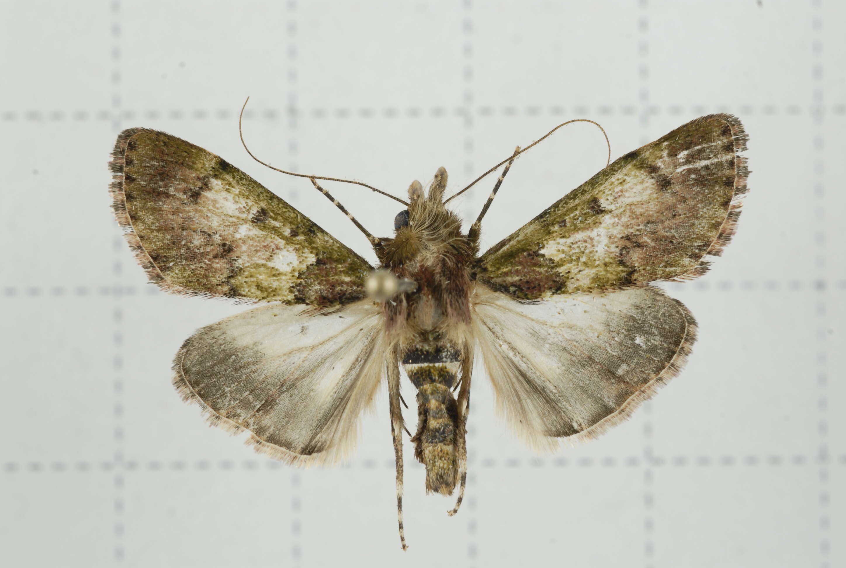 Image of Teliphasa nubilosa Moore