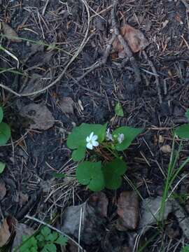 Imagem de Viola canadensis var. scopulorum A. Gray