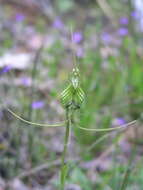 Image de Pterostylis longicornis