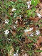 Imagem de Phlox bifida Beck