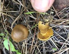 Image of Cortinarius croceus (Schaeff.) Gray 1821