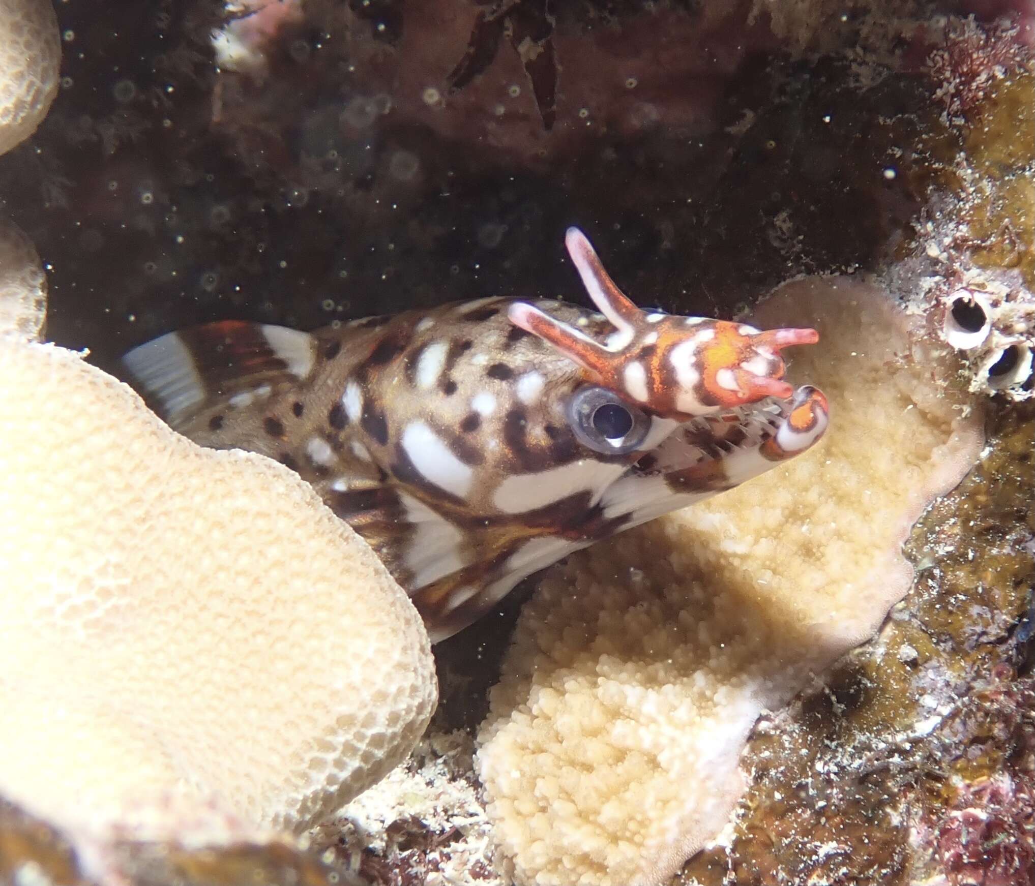 Image of Leopard moray eel