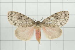 Image of Lymantria grisea Moore 1879