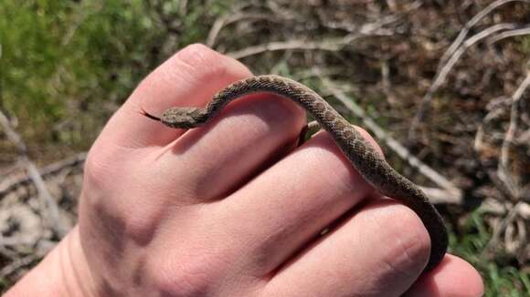 Plancia ëd Dasypeltis scabra scabra (Linnaeus 1758)