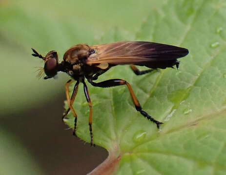 Image of Eudioctria sackeni (Williston 1883)