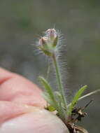 Image of Plantago bellardii All.