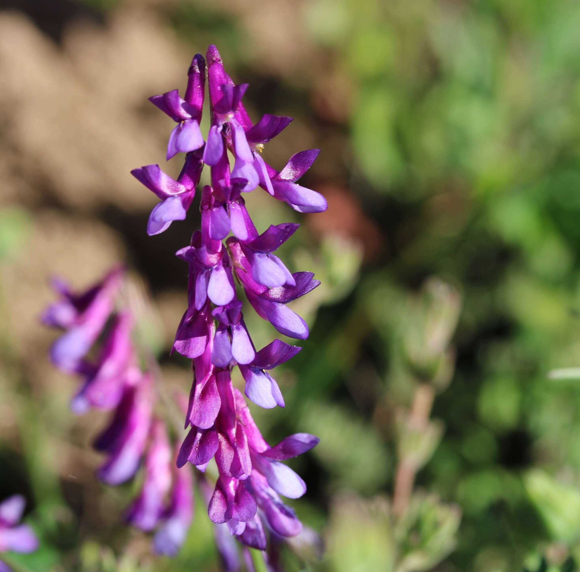 Plancia ëd Vicia eriocarpa