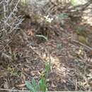 Image of Gunnison County rockcress