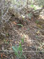 Image of Gunnison County rockcress