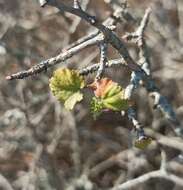 Image of Ribes tortuosum Benth.