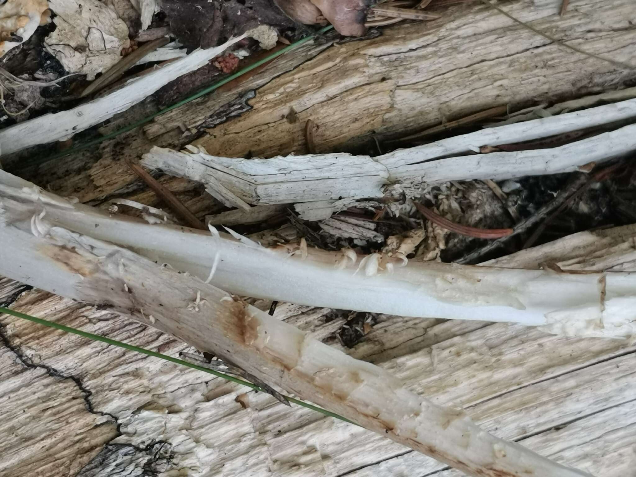 Image of Umber-zoned ringless amanita