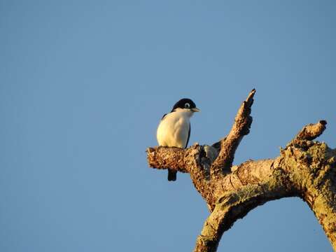 Leptopterus Bonaparte 1854的圖片