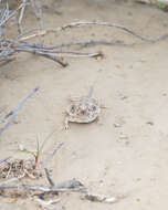 Image of Cedros Island Horned Lizard