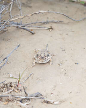 Image of Cedros Island Horned Lizard