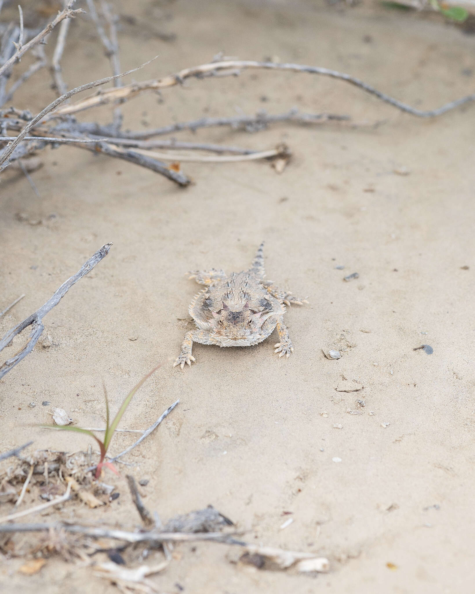 Image of Cedros Island Horned Lizard