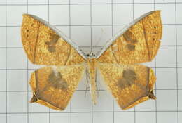 Image of Thinopteryx crocoptera Kollar 1844