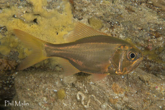 Image of Australian sandpaperfish