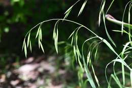 Image of nodding brome