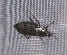 Image of Red-lined Carrion Beetle