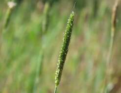 Image of Carolina foxtail