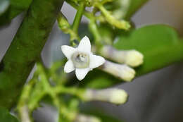 Image of Palicourea salicifolia Standl.