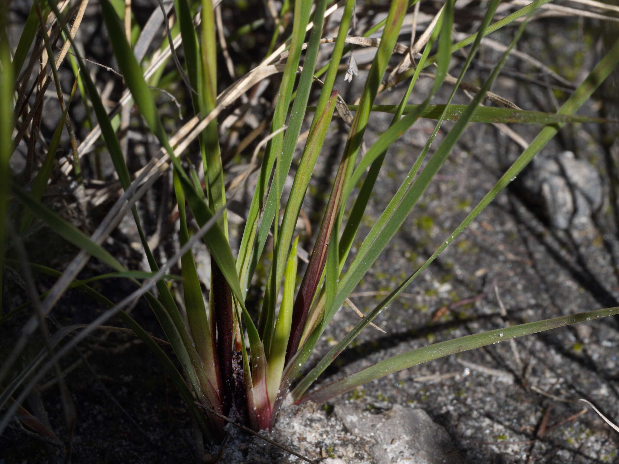 Sivun Xyris complanata R. Br. kuva