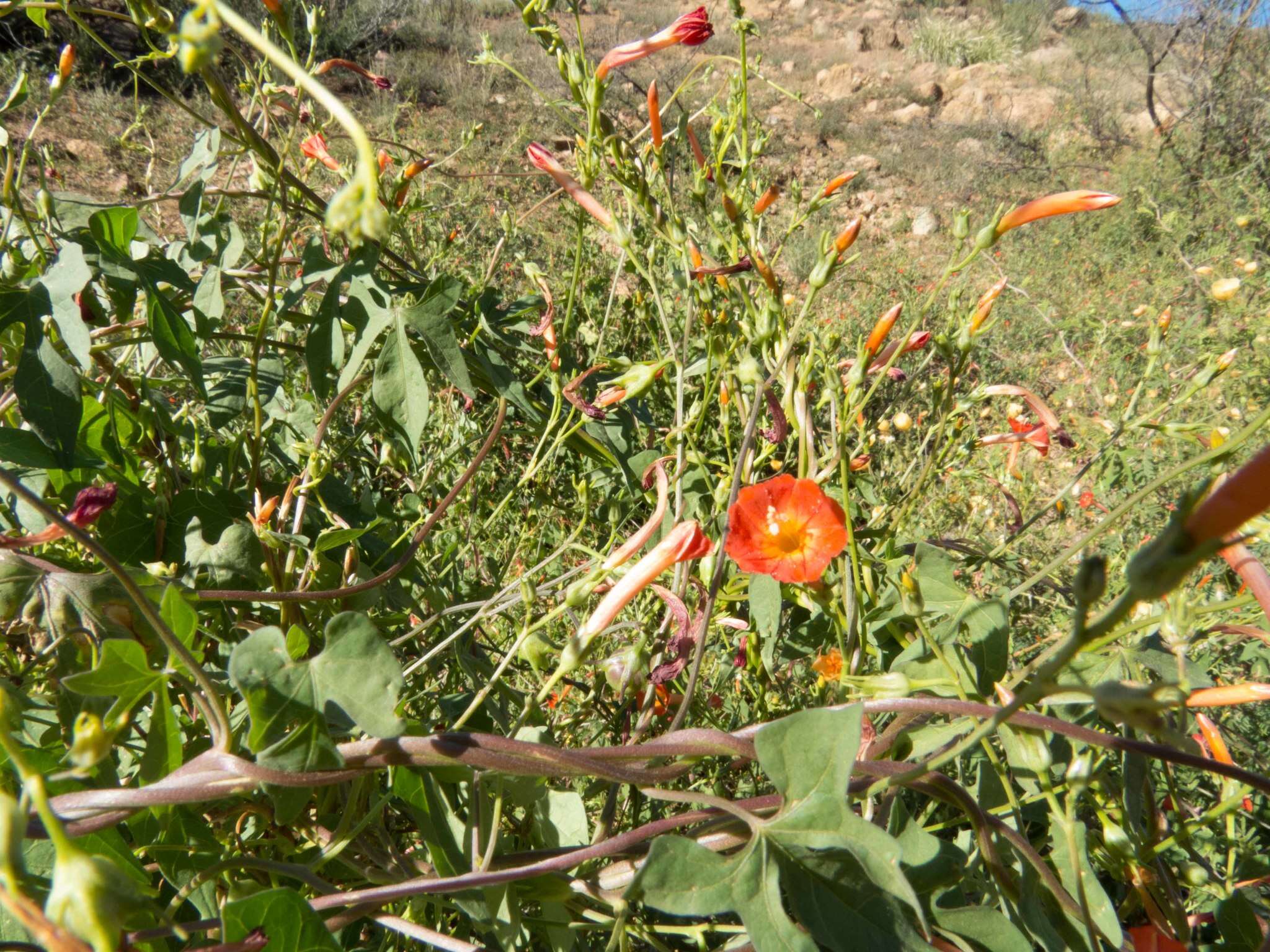 Слика од Ipomoea cristulata Hall. fil.