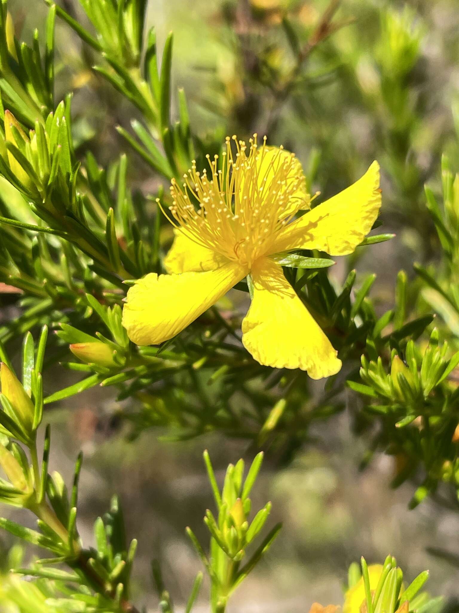 Image of Apalachicola St. John's-Wort