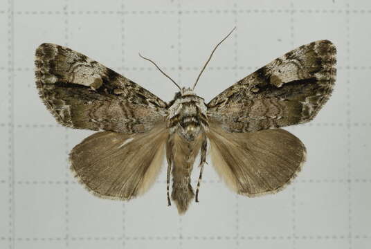 Sivun Anacronicta nitida Butler 1878 kuva