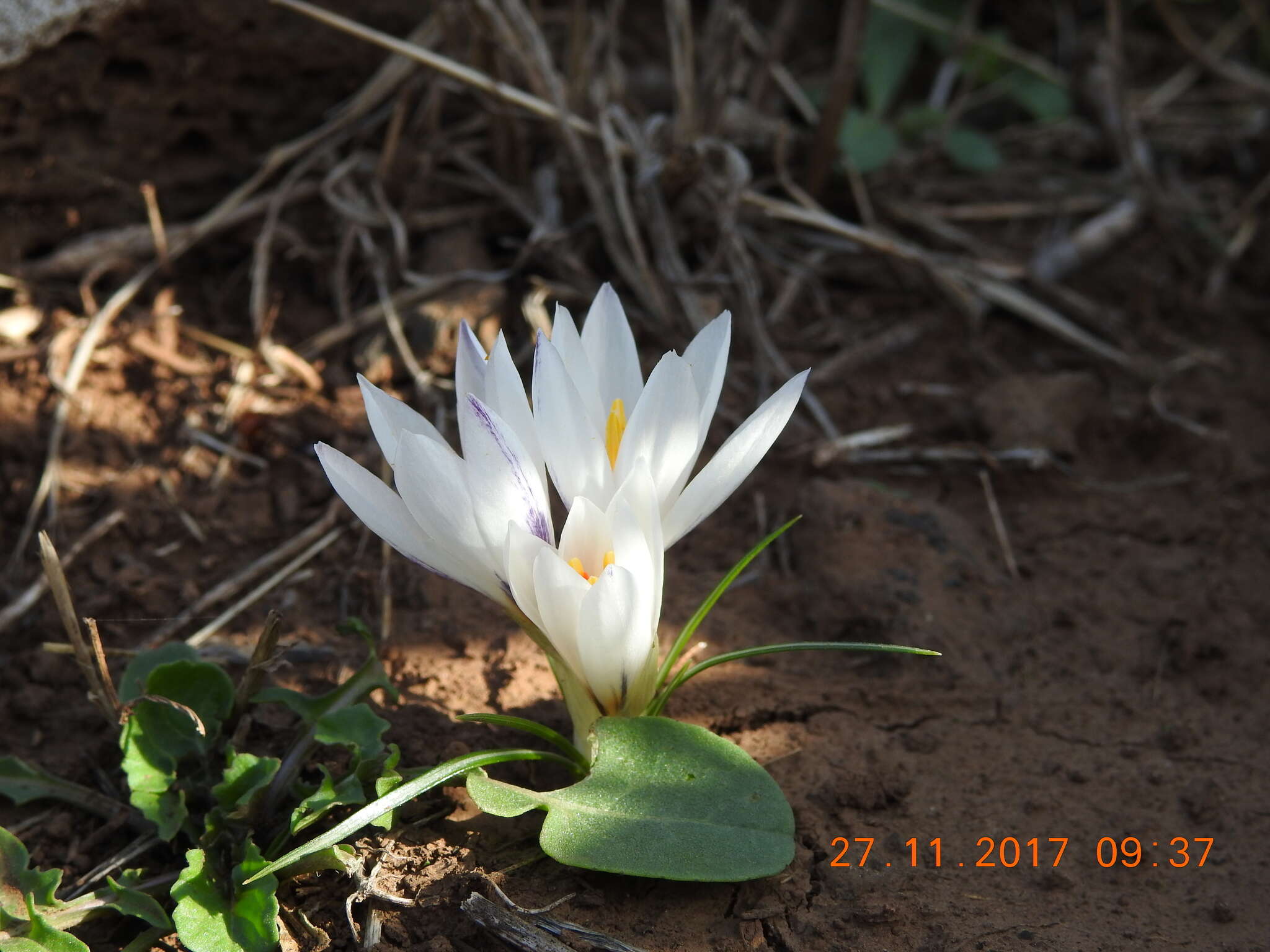 Image of Crocus aleppicus Baker