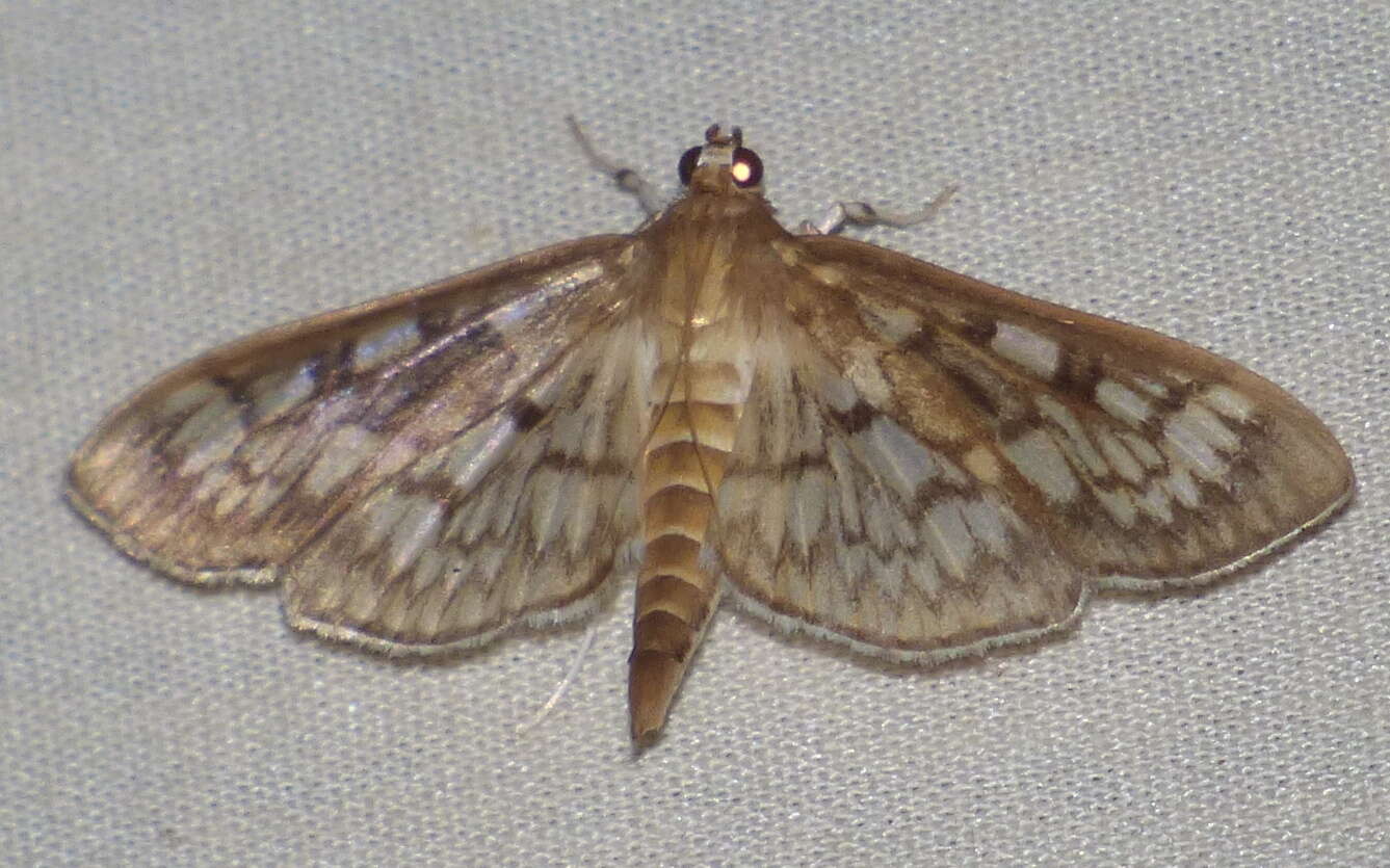 Image of Zigzag Herpetogramma