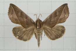 Image of Calyptra orthograpta Butler 1886
