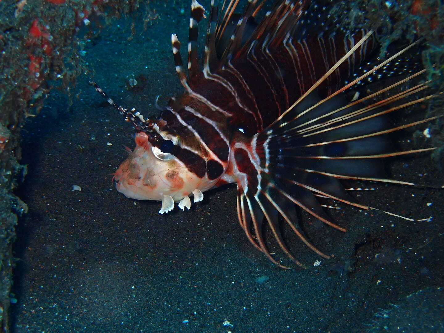 Image de poisson-scorpion à antennes