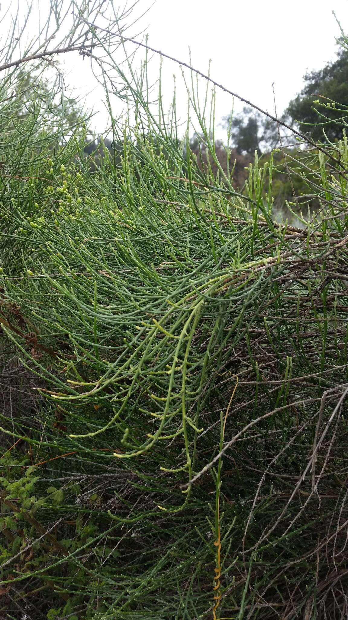 Image of California broomsage