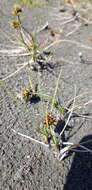 Image of curved sedge