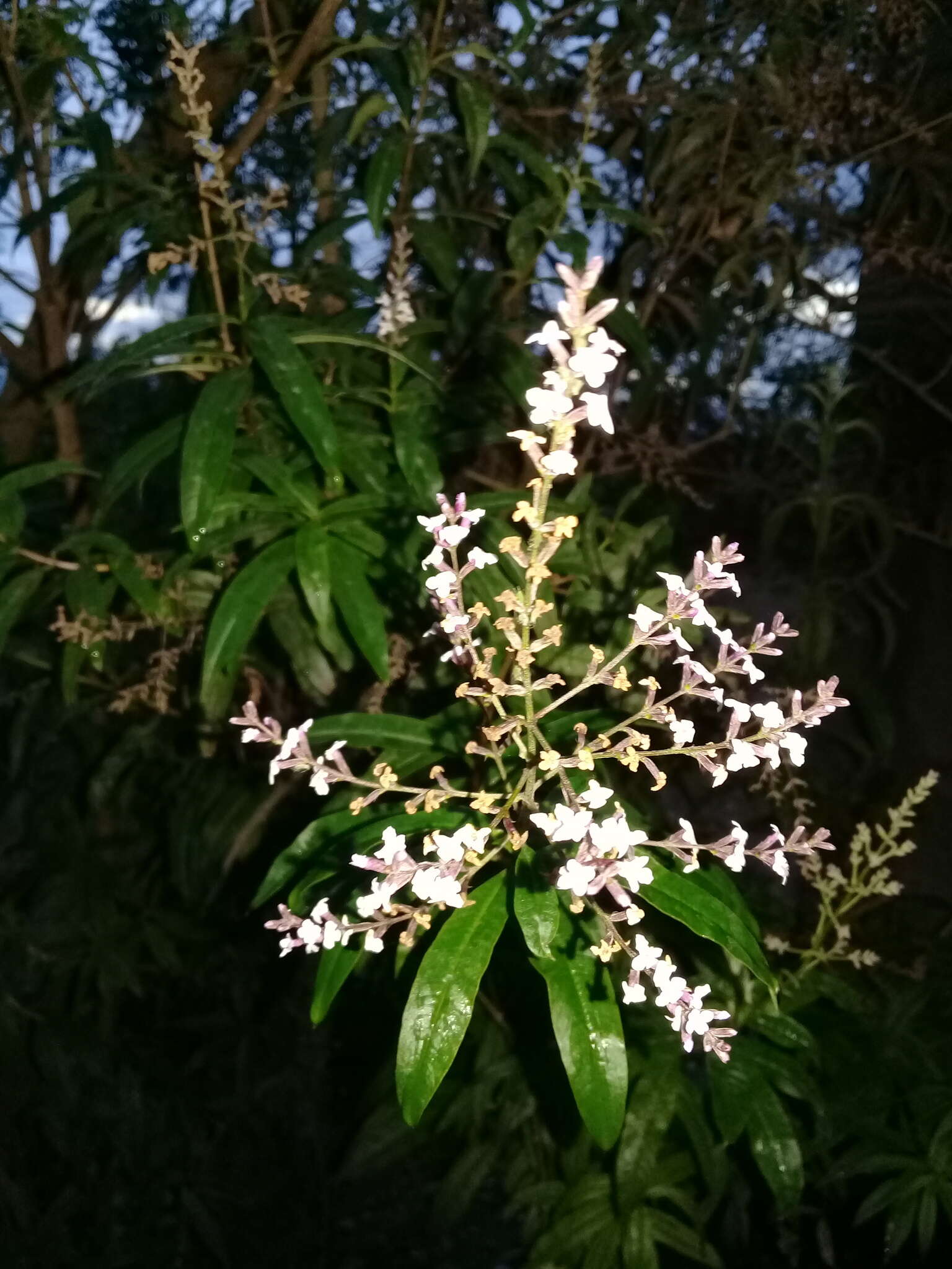 Image of lemon beebrush