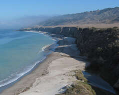 Image of Torrey pine