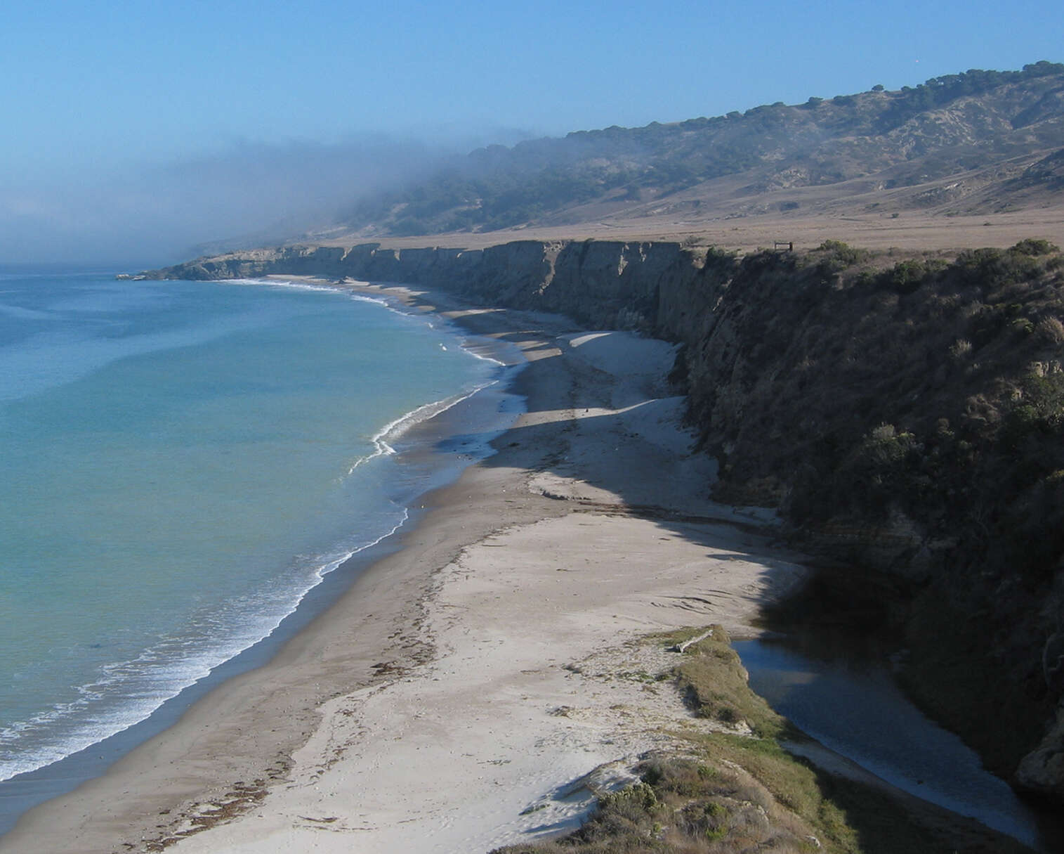 Image of Torrey pine