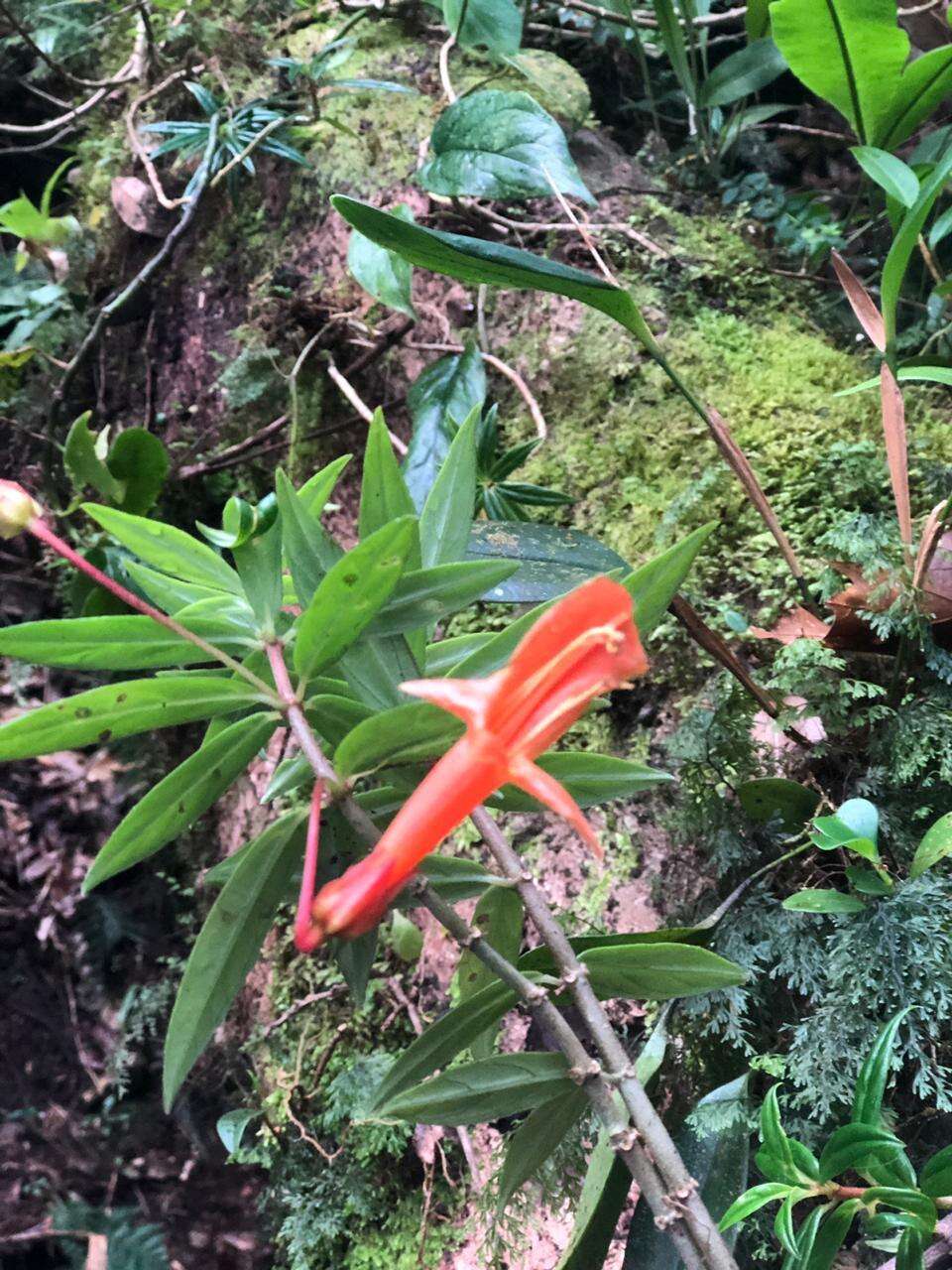 Image de Columnea rubricaulis Standl.