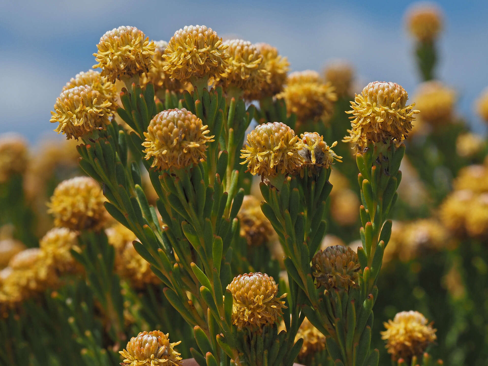 Plancia ëd Leucadendron linifolium (Jacq.) R. Br.