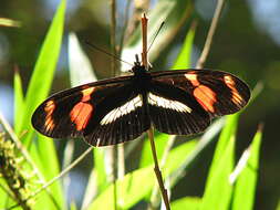 Image de Heliconius telesiphe Doubleday (1847)