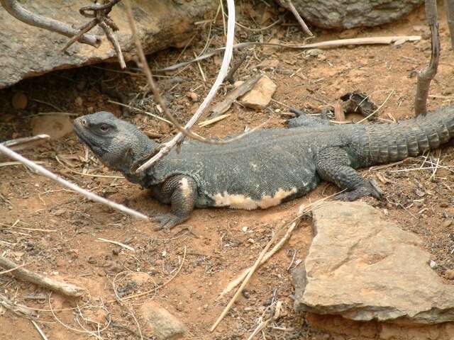 Uromastyx aegyptia (Forskal 1775)的圖片