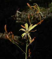 Image of Asphodeline brevicaulis (Bertol.) J. Gay ex Baker